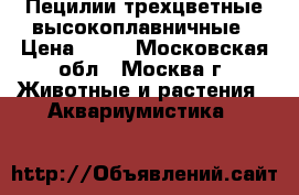 Пецилии трехцветные высокоплавничные › Цена ­ 50 - Московская обл., Москва г. Животные и растения » Аквариумистика   